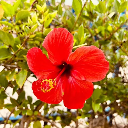 Jardin Del Atlantico *