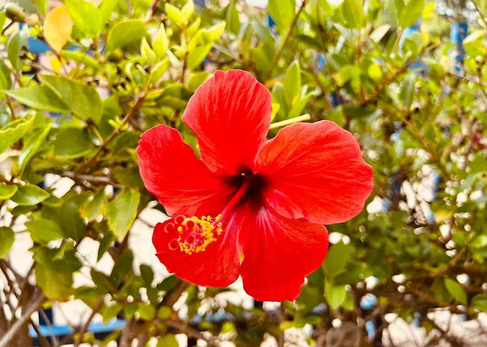 Jardin Del Atlantico *